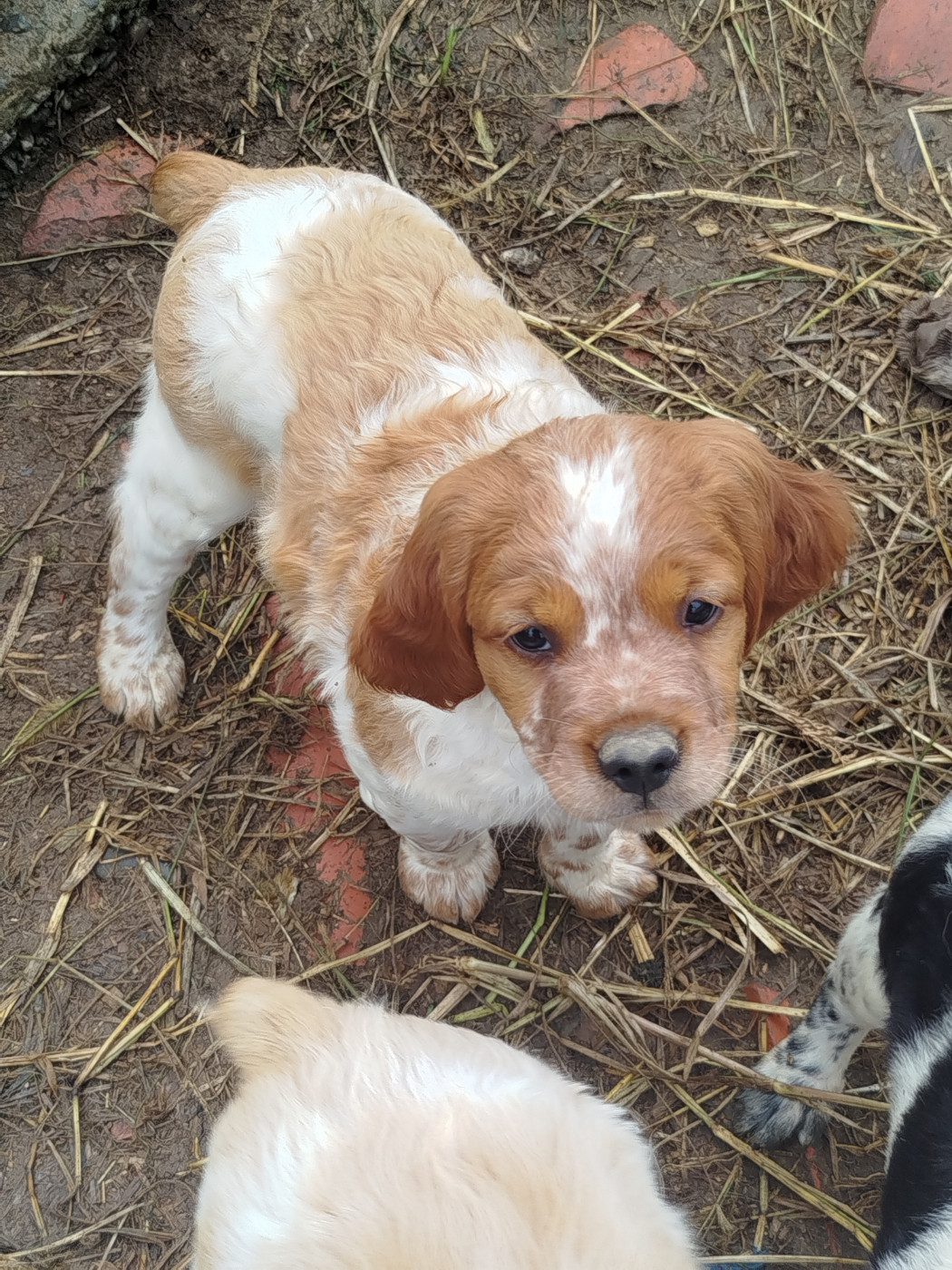 De La Vallee De Pradis - Chiots disponibles - Epagneul Breton