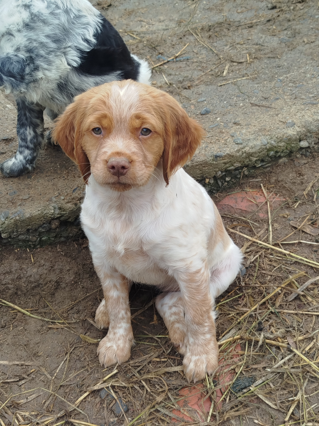 De La Vallee De Pradis - Chiots disponibles - Epagneul Breton