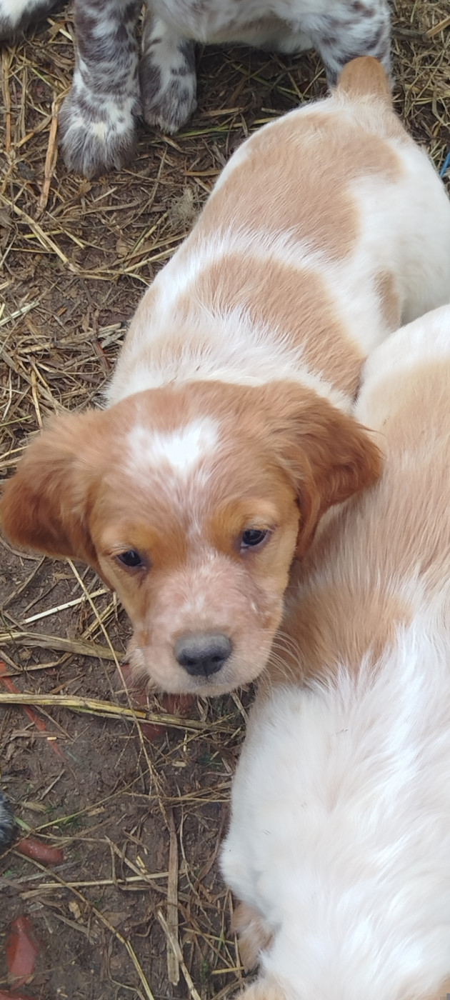 De La Vallee De Pradis - Chiots disponibles - Epagneul Breton
