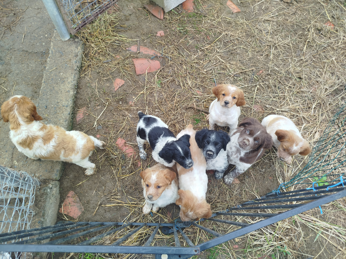 Chiot Epagneul Breton De La Vallee De Pradis